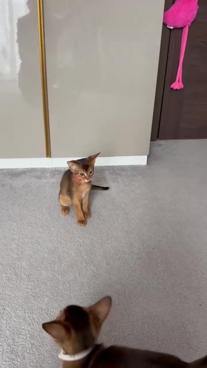 Abyssinian cats for sale: Nice Pure Abyssinian Kittens - Video 2