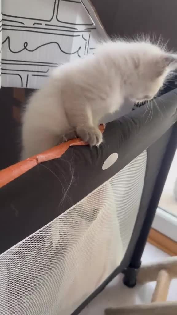 Ragdoll cats for sale: Gorgeous Fluffy Ragdoll Kitten – 3 Months Old - Video 2