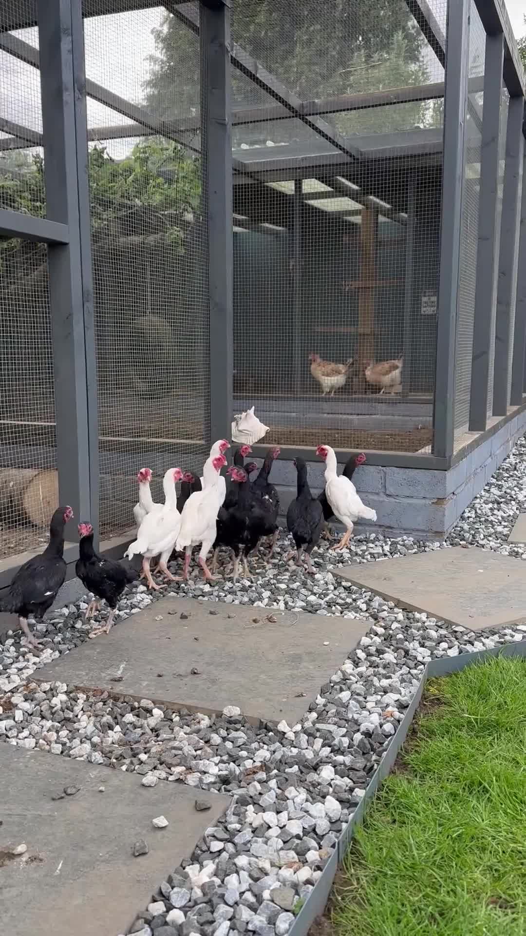 Chickens poultry for sale: Ko Shamo quality birds in Hull - Video 1
