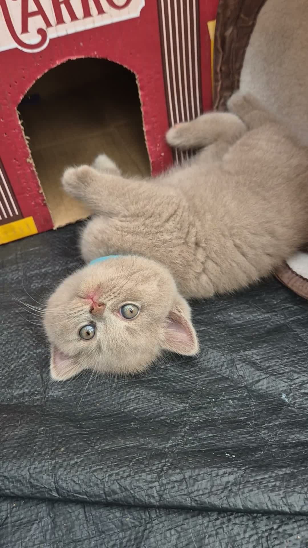 British Shorthair cats for sale: British shorthair kittens fawn and chocolate males - Video 2