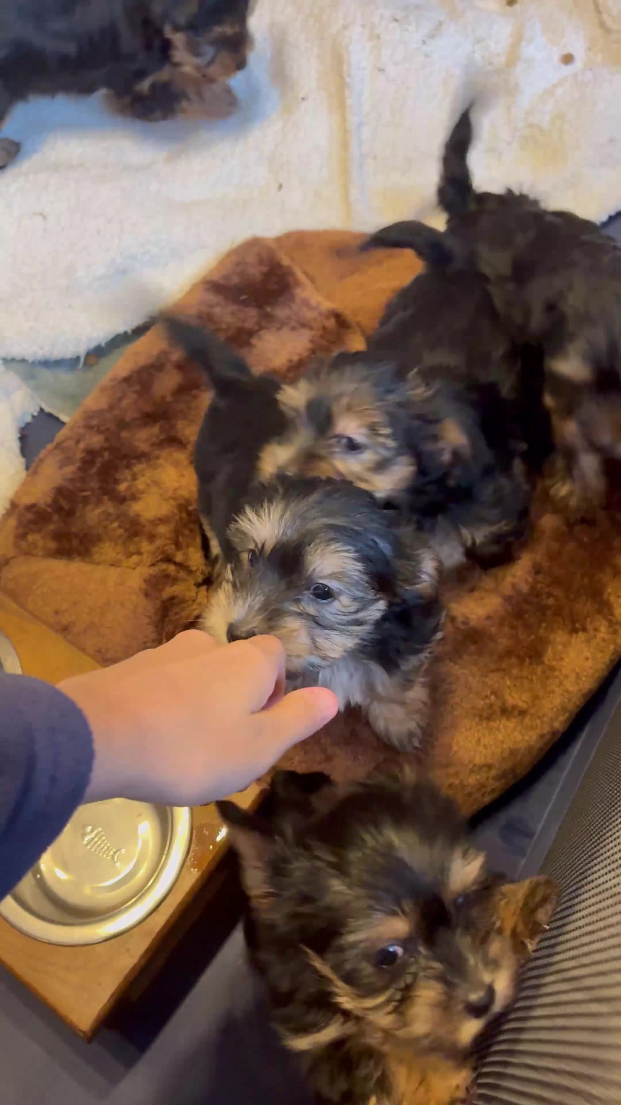 Yorkshire Terrier dogs for sale: Yorkshire Terriers - Video 2