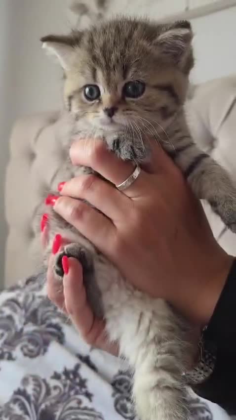 Scottish Fold cats for sale: Adorable Scottish Fold and Straight kittens 💙💜  - Video 4