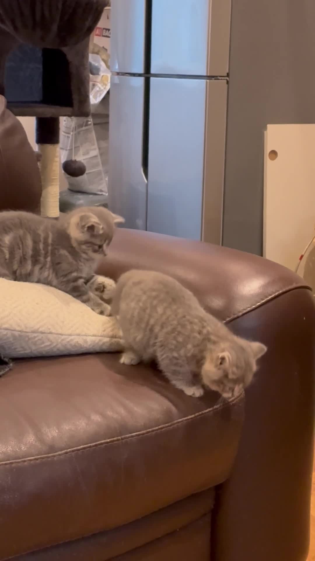 British Shorthair cats for sale: Kittens  - Video 1