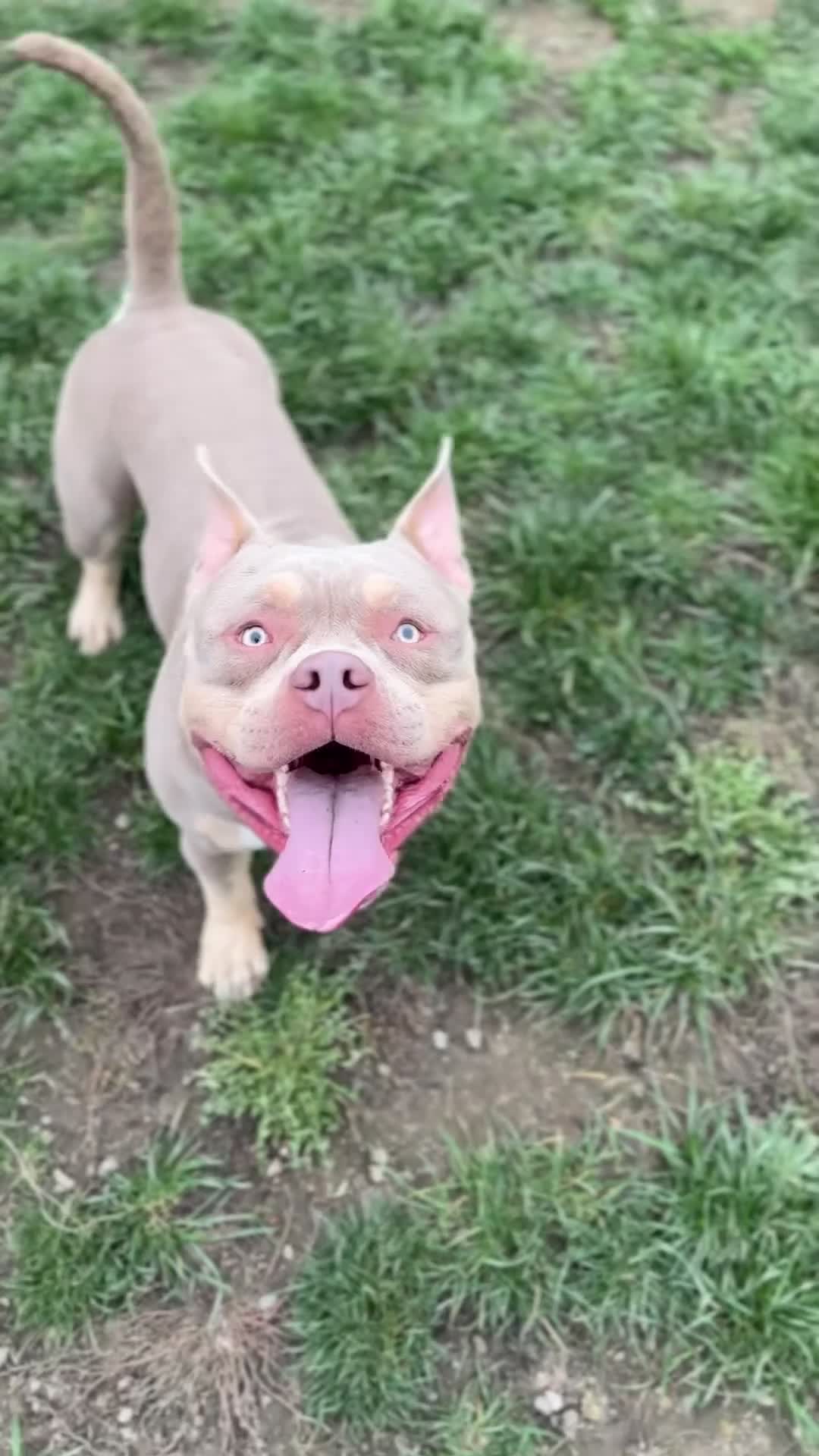 American Bully dogs for stud: BUGZY THE AMERICAN BULLY  - Video 5