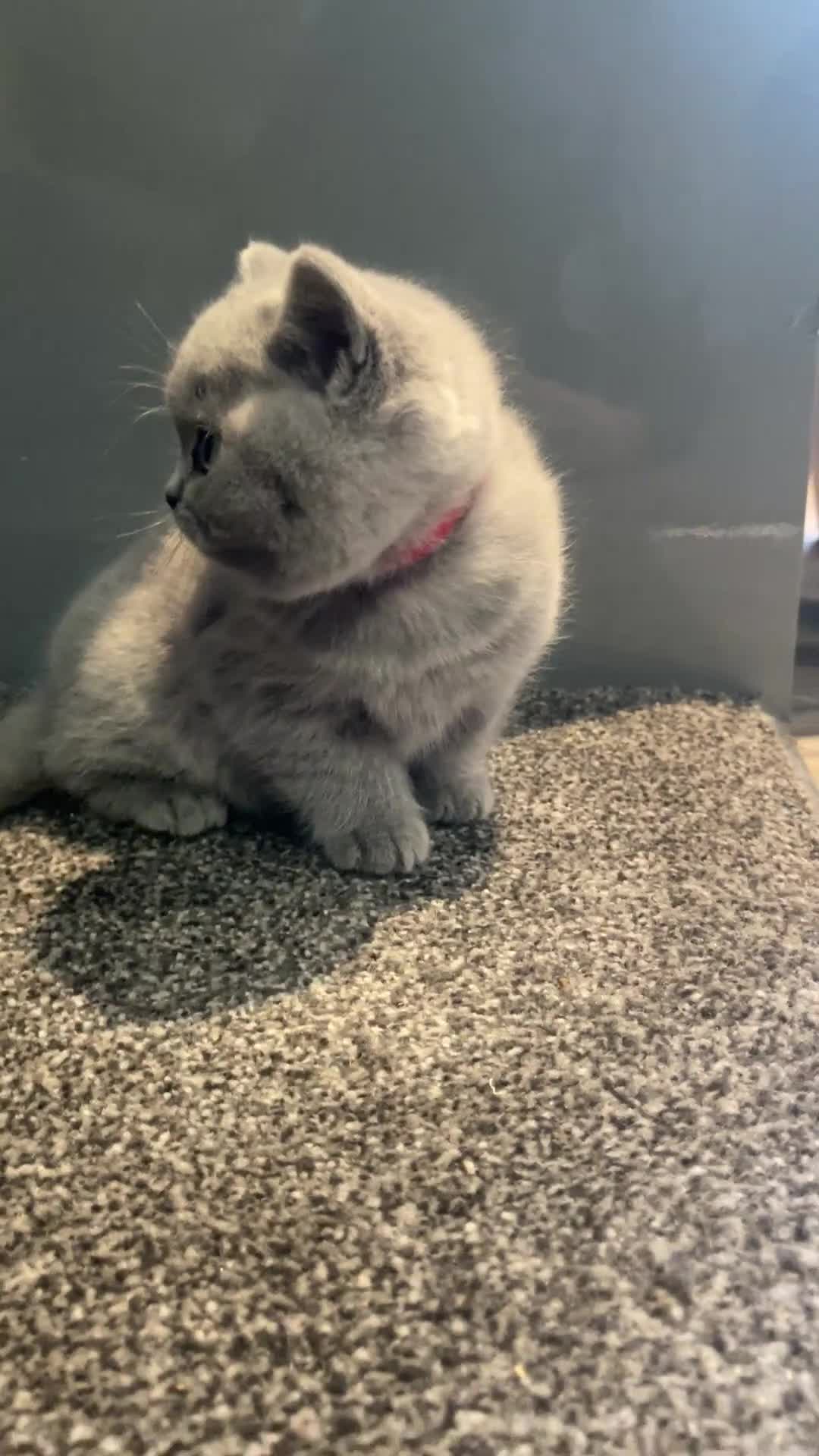 British Shorthair cats for sale: TICA registered champion bloodline BSH kittens - Video 4