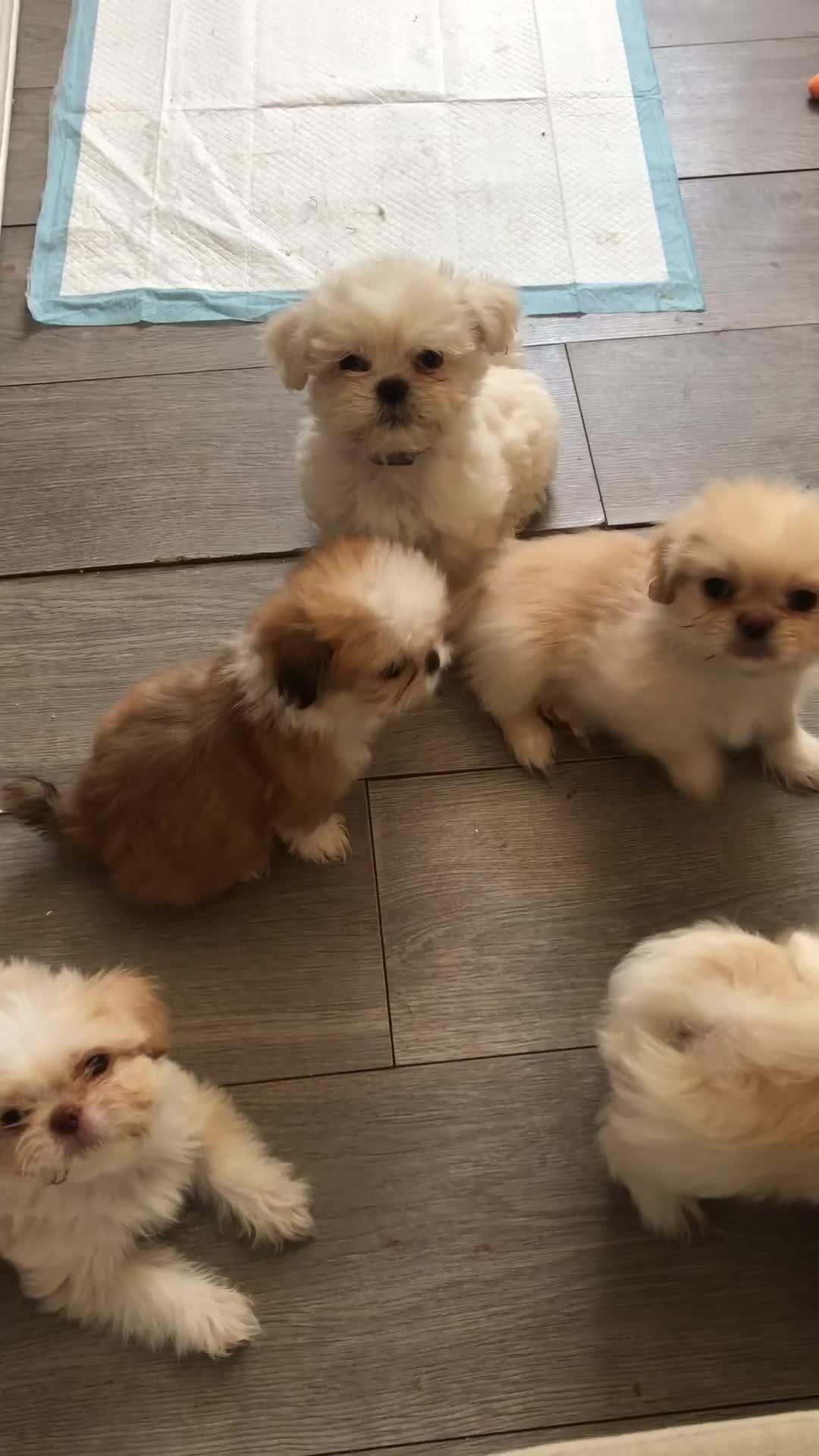 Mixed Breed dogs for sale: Beautiful fluffy Shih tzu baby boys - Video 1