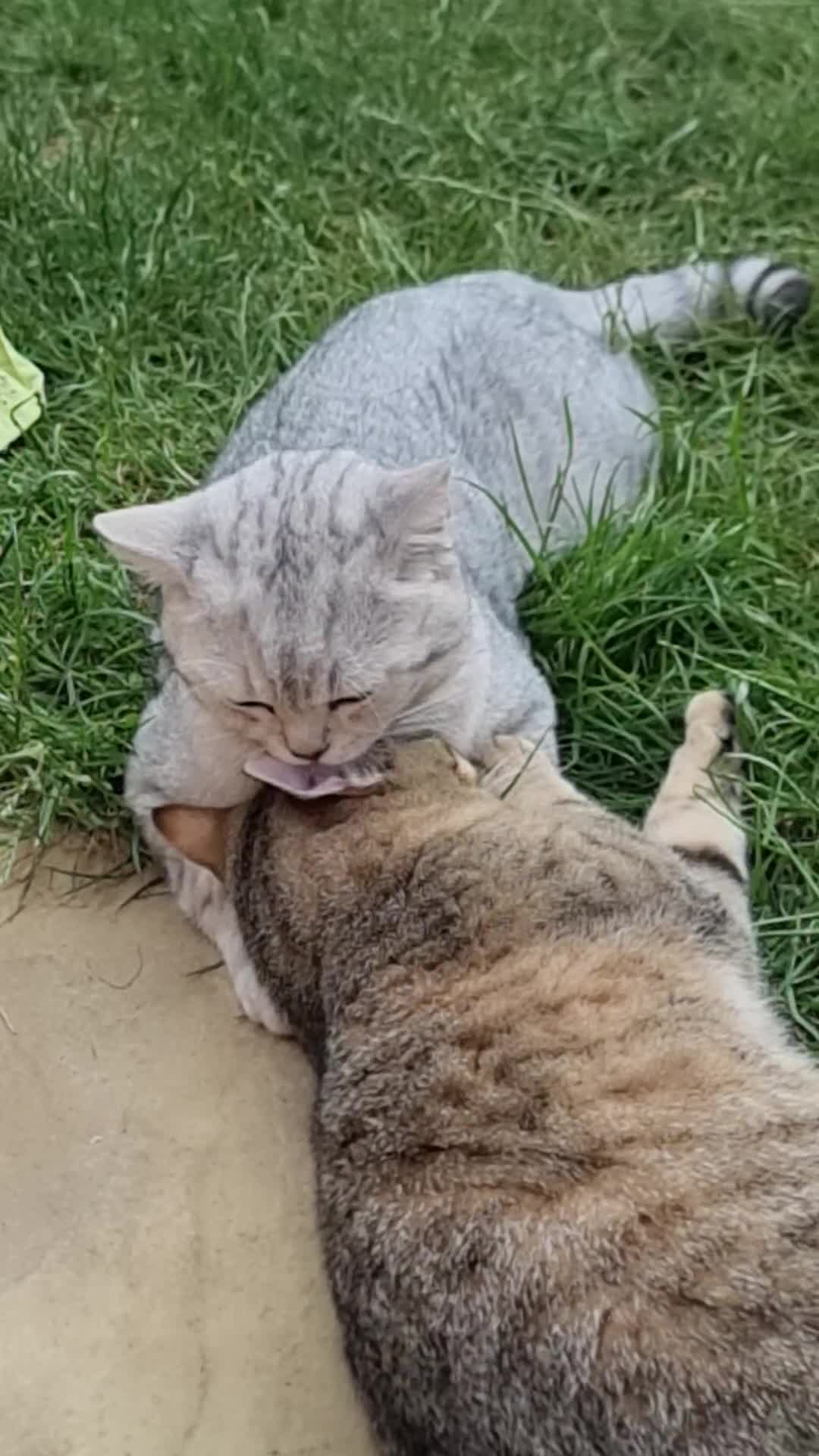 British Shorthair cats for sale: GCCF Golden Ticked Tabby British Shorthair - Video 1