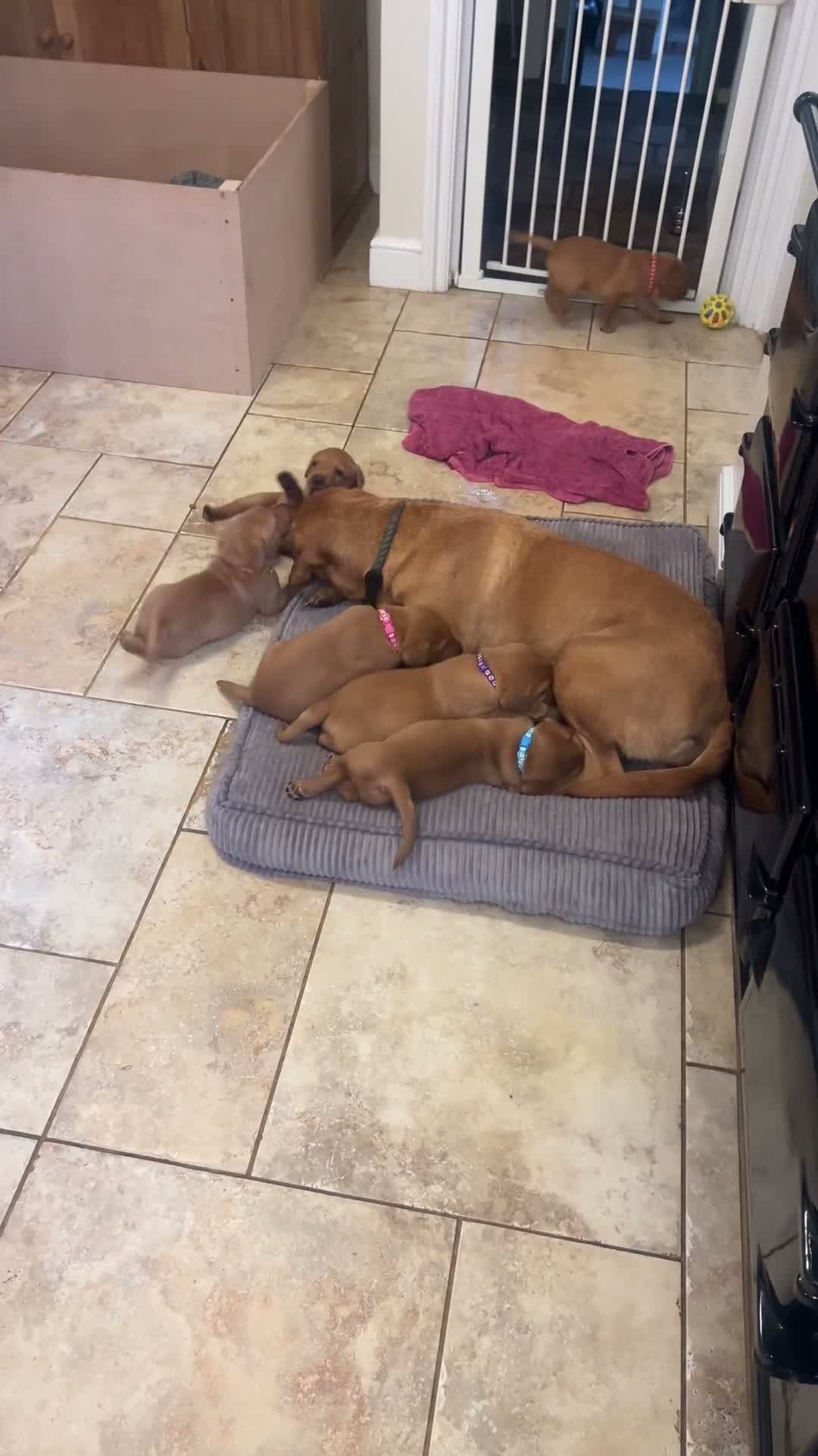 Labrador Retriever dogs for sale: Fox Red Labradors  - Video 1