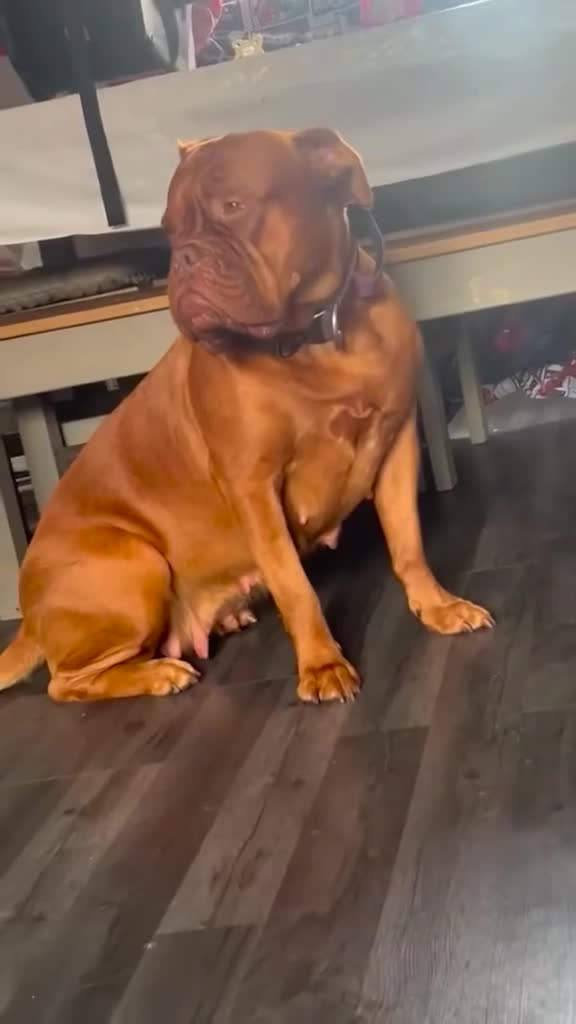 Dogue De Bordeaux dogs for sale: Dogue De Bordeaux Puppies - Video 2