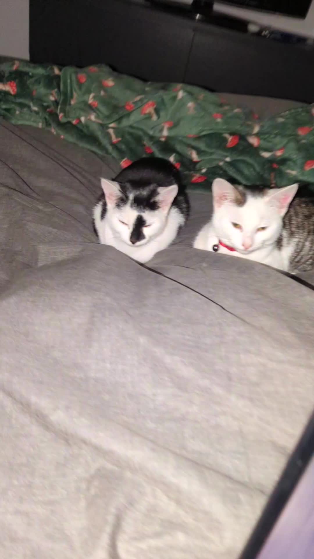 British Shorthair cats for sale: Black and white Magpie - Video 3