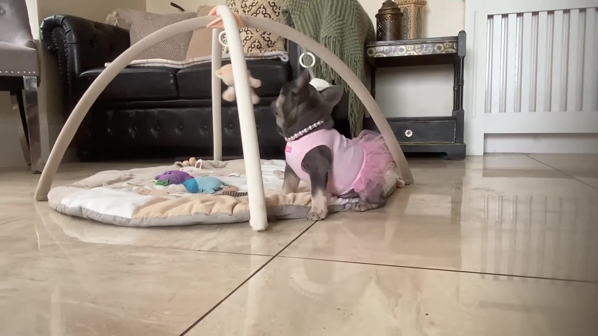 French Bulldog dogs for sale: READY NOW! 1 GIRL LEFT. BLUE & TAN FRENCH BULLDOG - Video 1