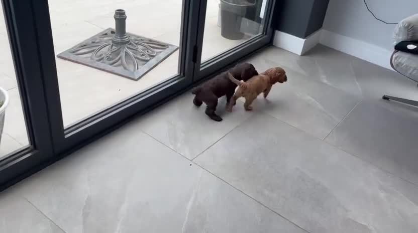 Cockapoo dogs for sale: Two beautiful puppies - Video 3