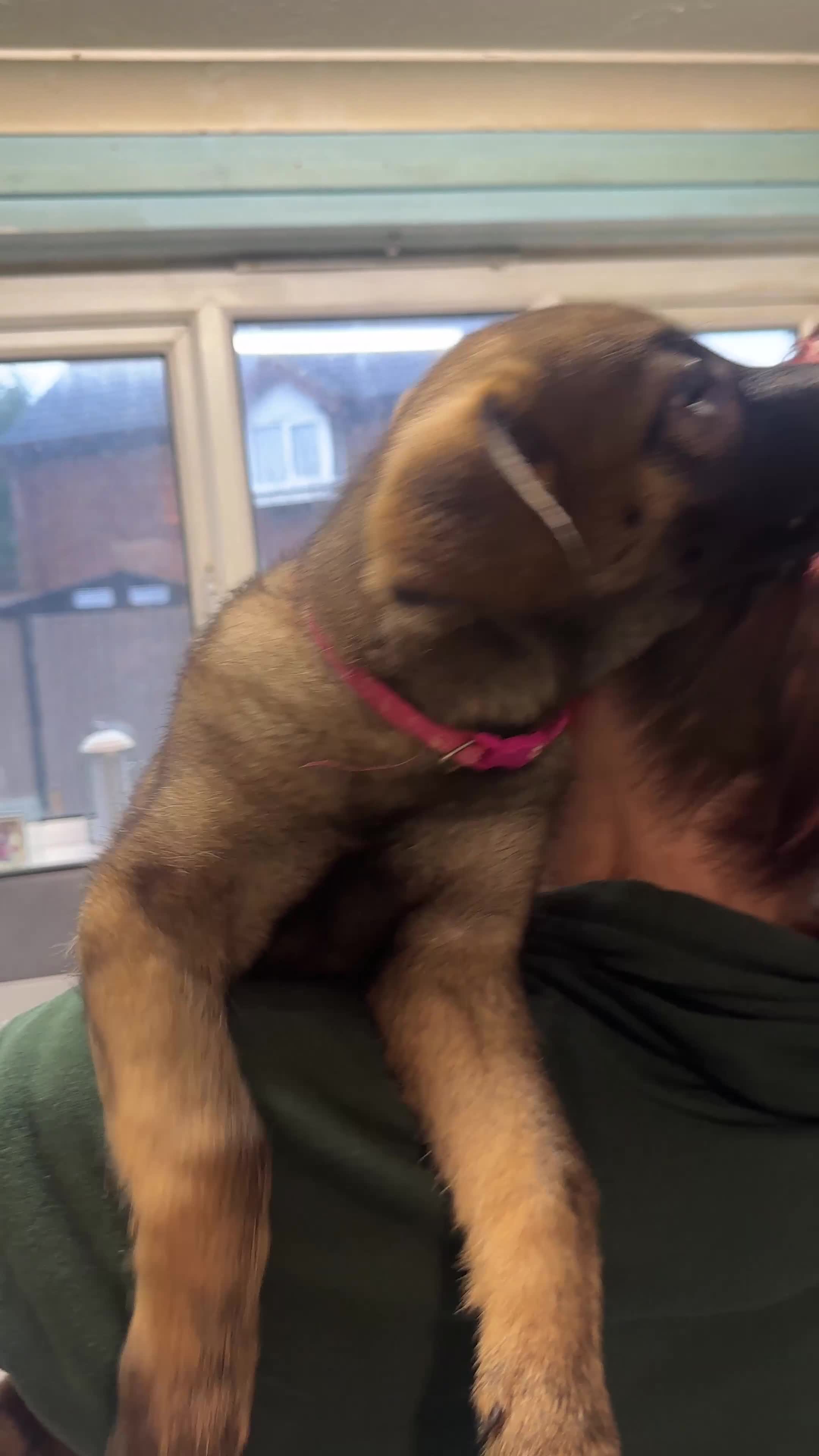 Mixed Breed dogs for sale: GSP x2 Available asap (Nearest Offer) - Video 1