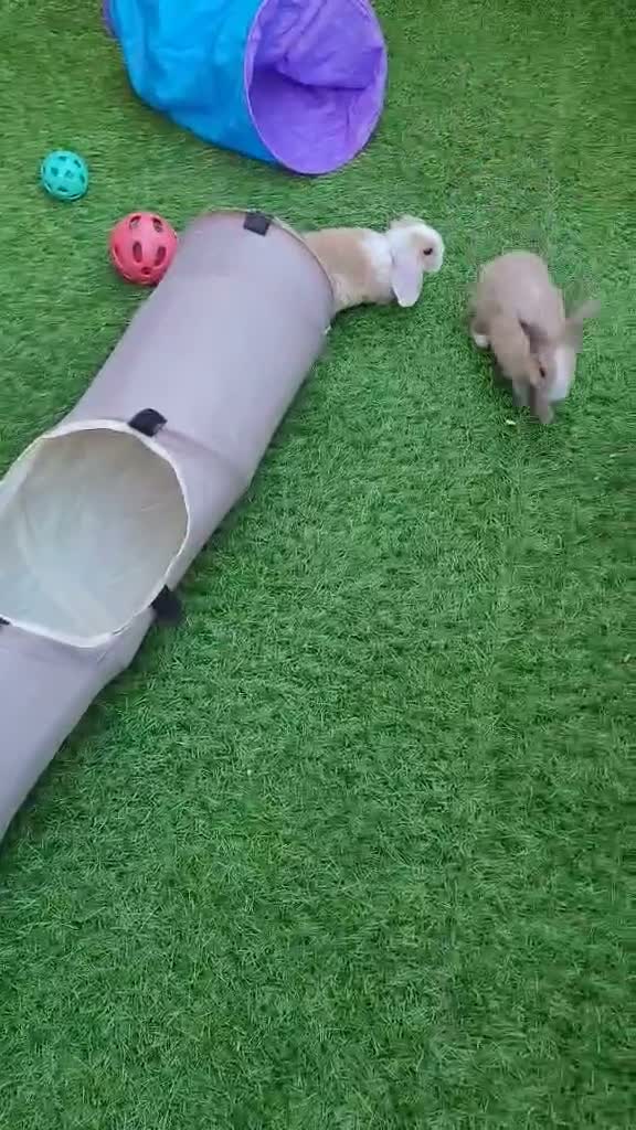 Mini Lop rabbits for sale: Gorgeous Purebred Mini Plush Lops - Video 1