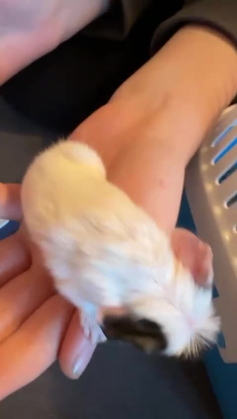 Guinea Pig rodents for sale: 2 male 4 week old guiena pigs - Video 1