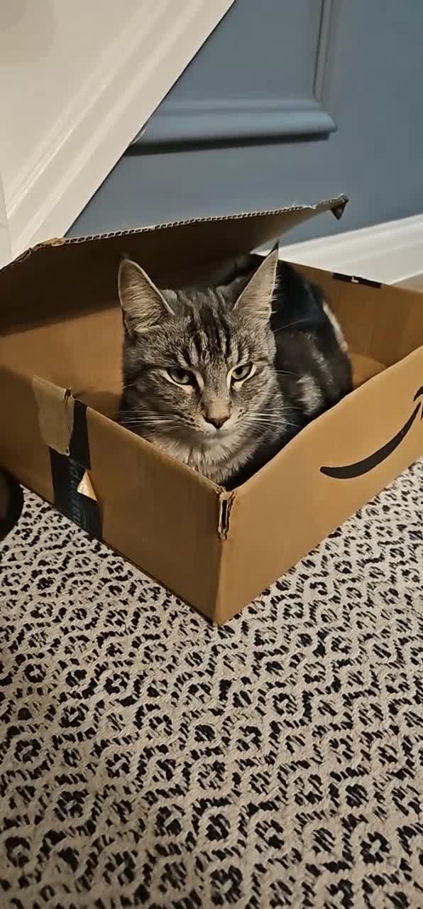 Mixed Breed cats for sale: Loving female needs a forever home - Video 1