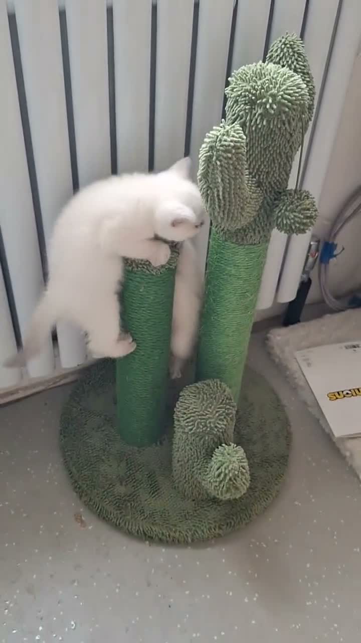 British Shorthair cats for sale: 🥳 BSH kitten, Colour point boy left 😺💕, London  - Video 1