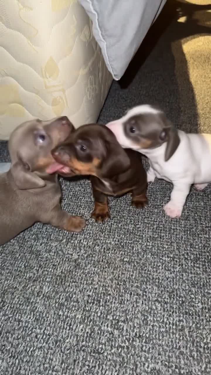 Miniature Dachshund dogs for sale: Miniature Dachshund Puppies  - Video 1