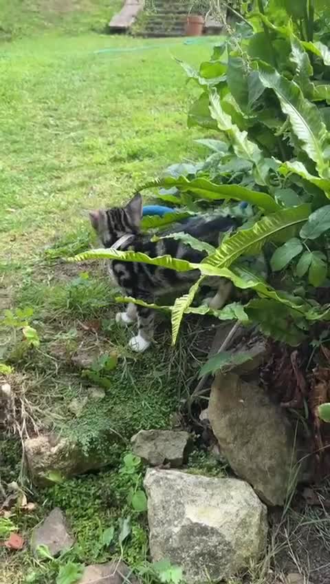 Bengal cats for sale: Stunning Bengal Plus - Video 4