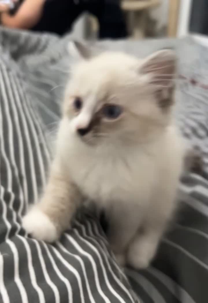 Siberian cats for sale: Pure bred neva masquerade siberian kittens  - Video 4
