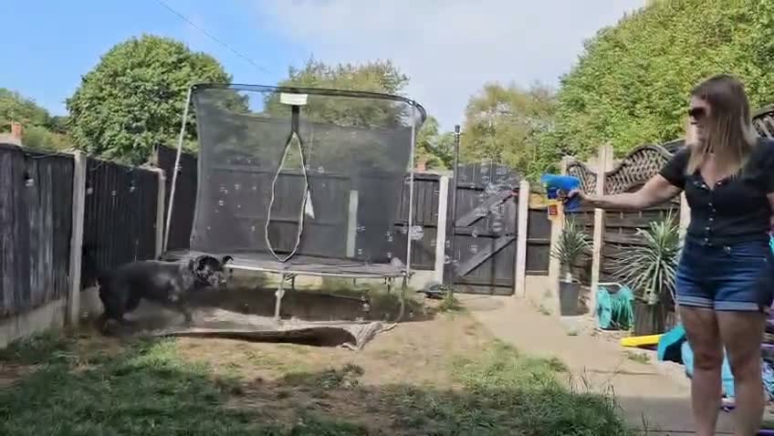 Sheprador dogs for sale: Oreo  - Video 2