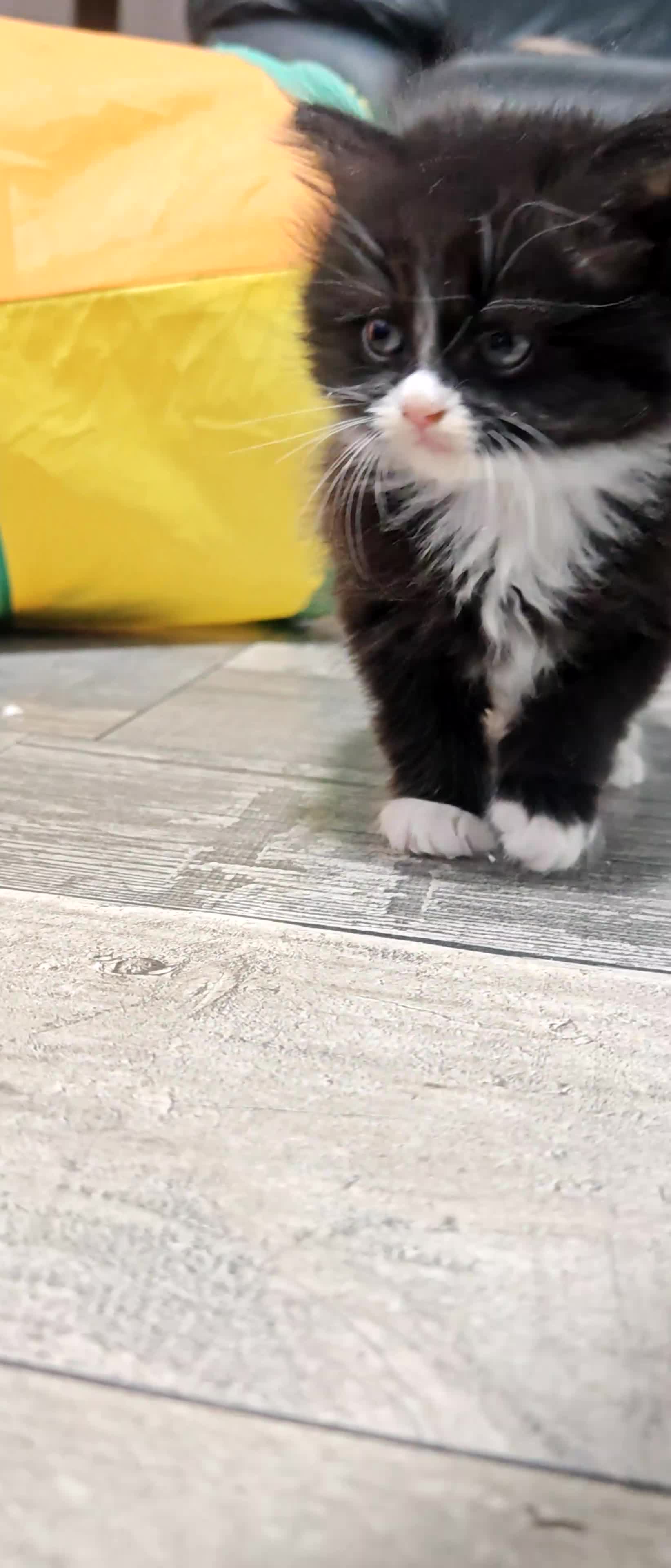 Mixed Breed cats for sale: Adorable half persian Kittens for Sale🐾 - Video 2