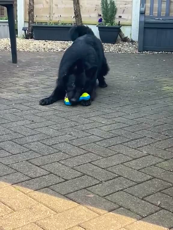 Mixed Breed dogs for sale: * 2 year old male Shollie for Sale to a good home* - Video 1