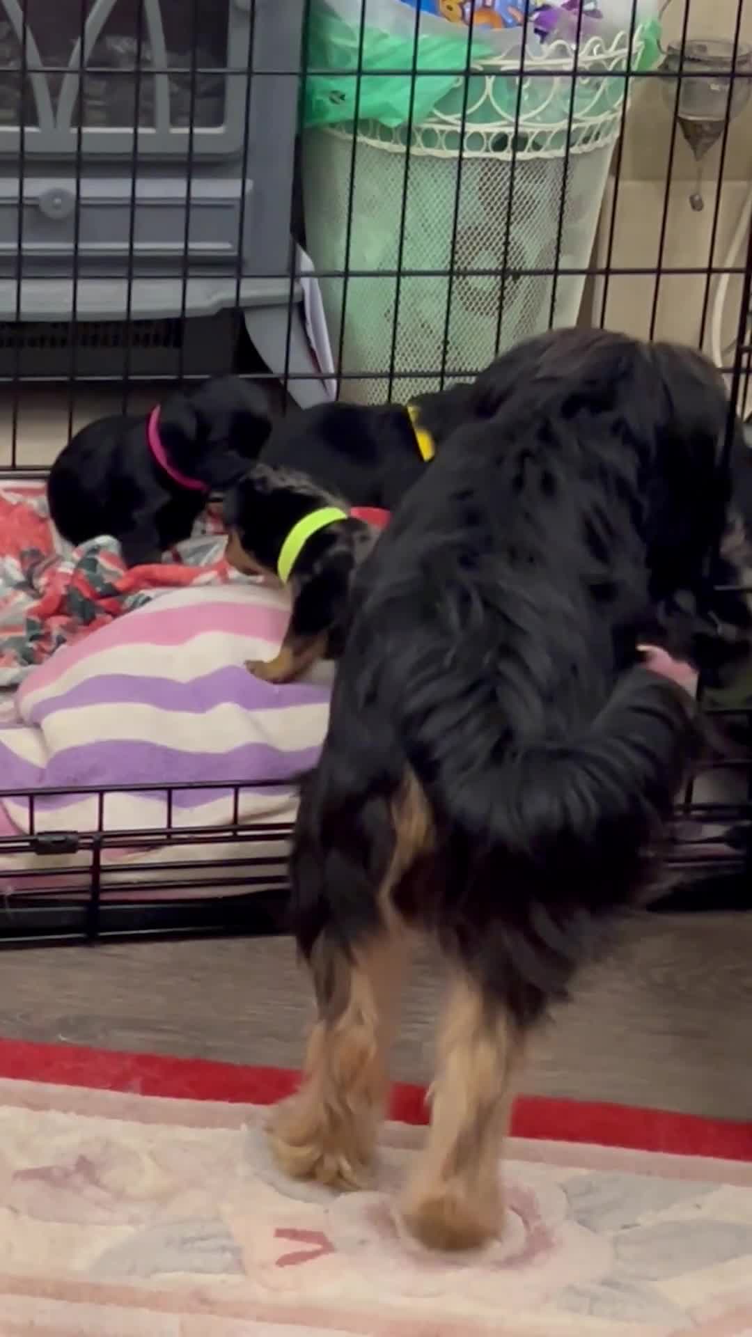 Mixed Breed dogs for sale: Puppies for sale - Video 2