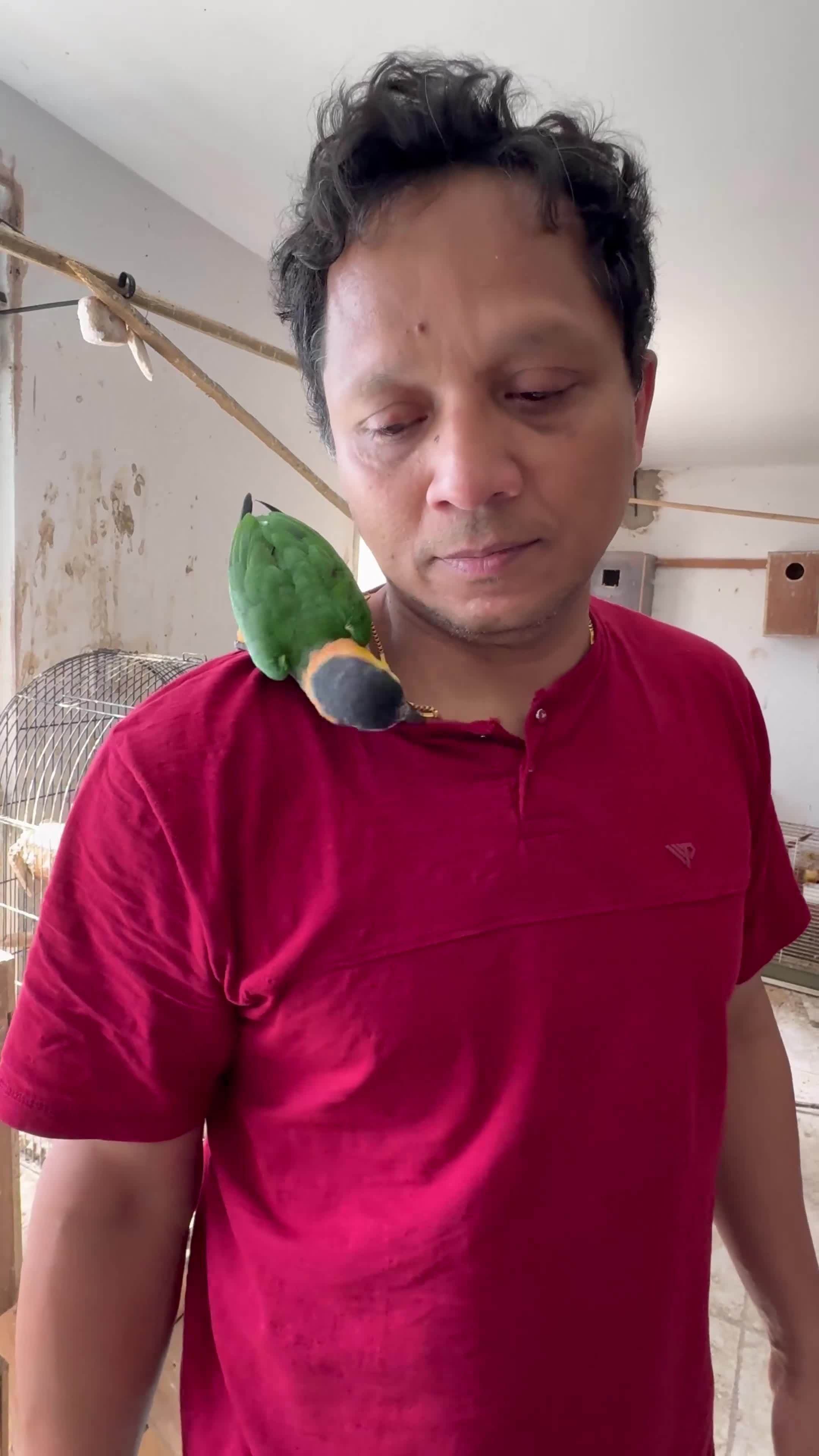 Mixed Breed birds for sale:  Birds for sale. Please read the description full  - Video 2