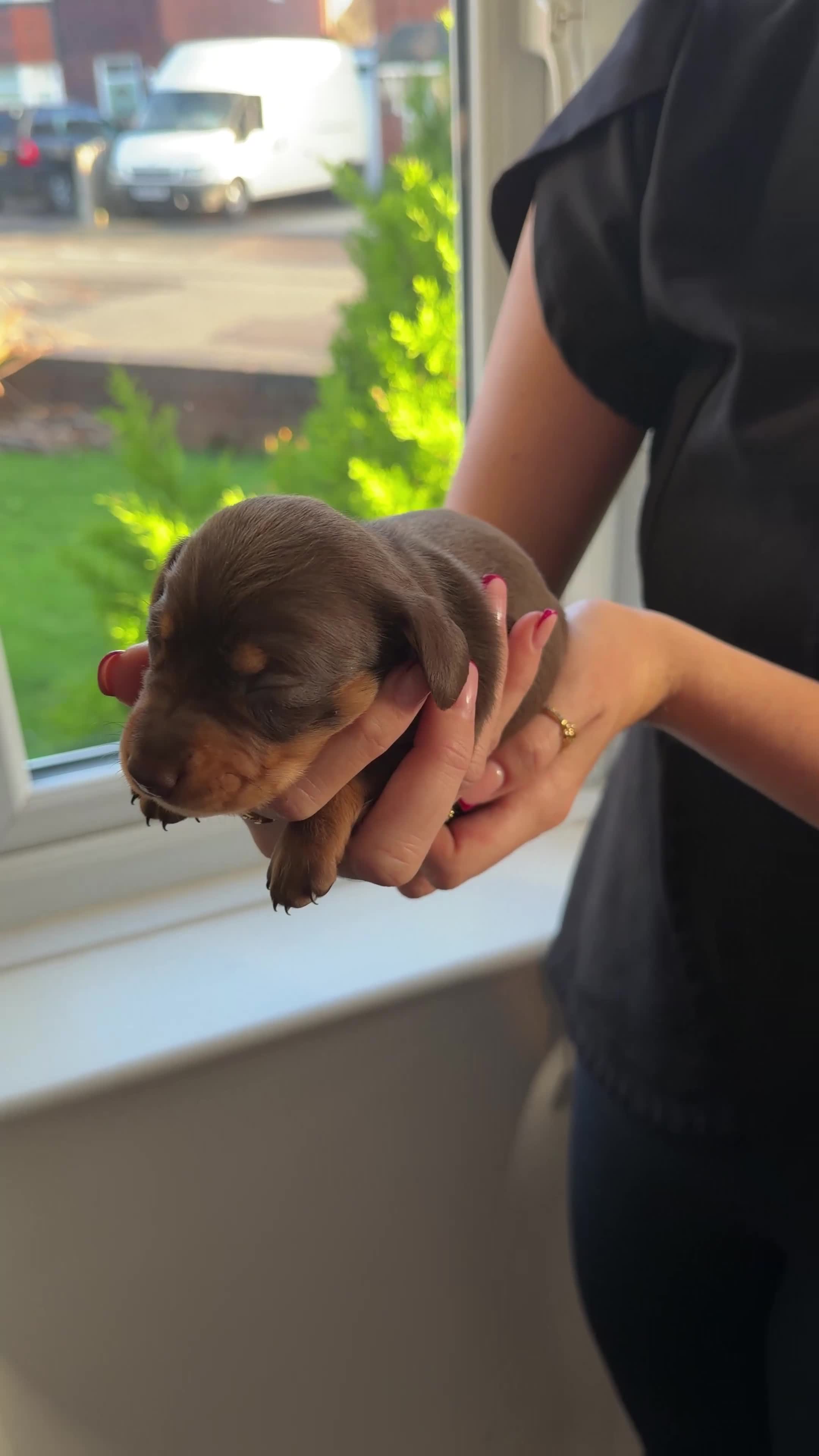 Miniature Dachshund dogs for sale: KC reg Miniature Dachshunds available 24thDecember - Video 1