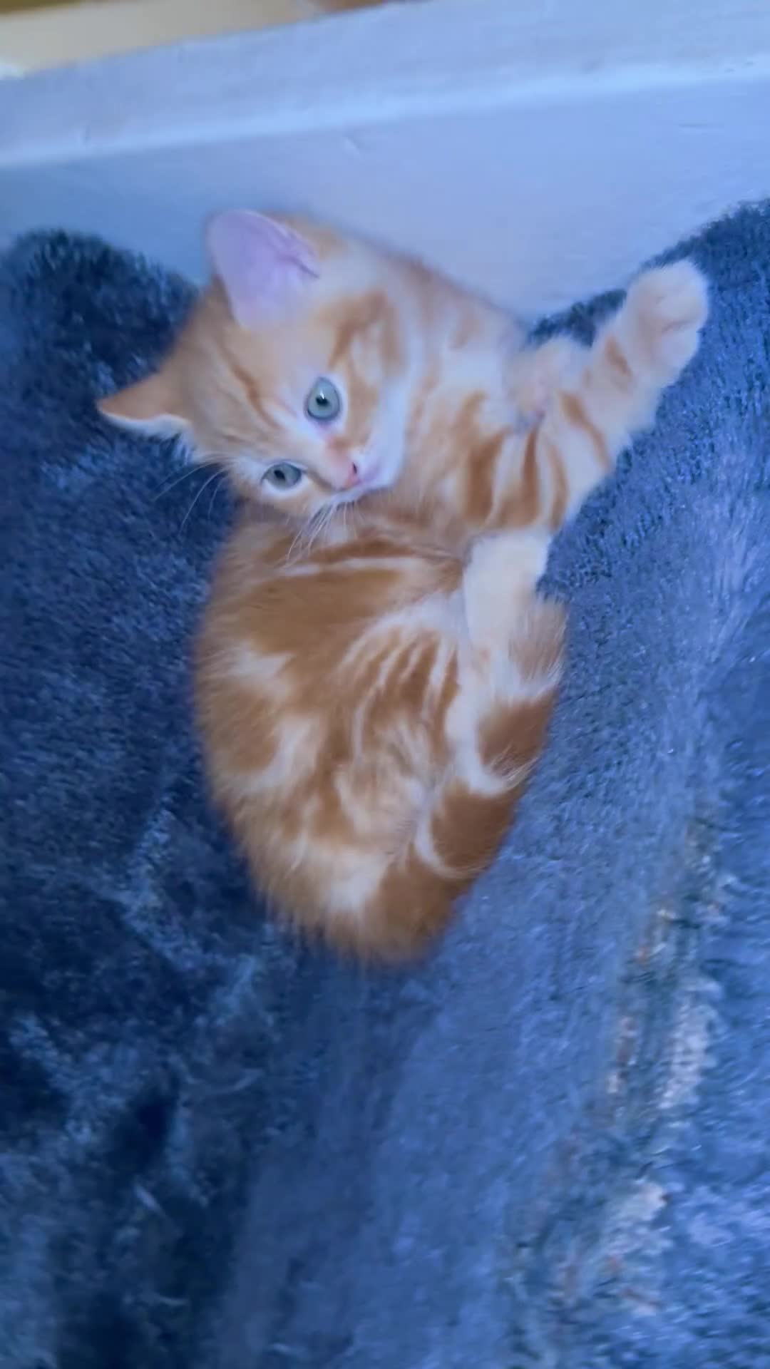 Domestic Shorthair cats for sale: Real life Garfield🤩 - Video 1