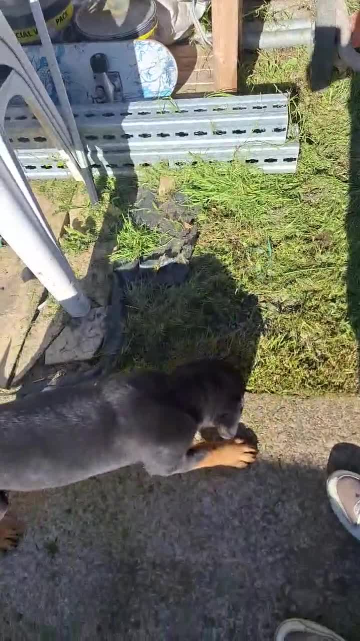 Rottweiler dogs for sale:  Beautiful Chunky Rottweiler puppies  - Video 1