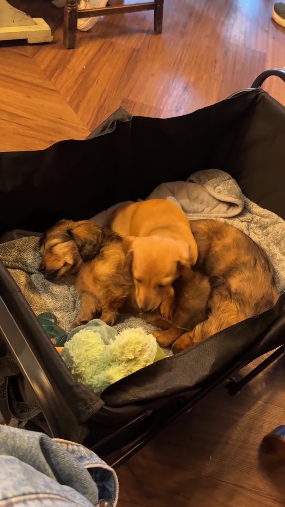 Miniature Dachshund dogs for sale:  Mini dachshund puppies- READY TUESDAY  - Video 2