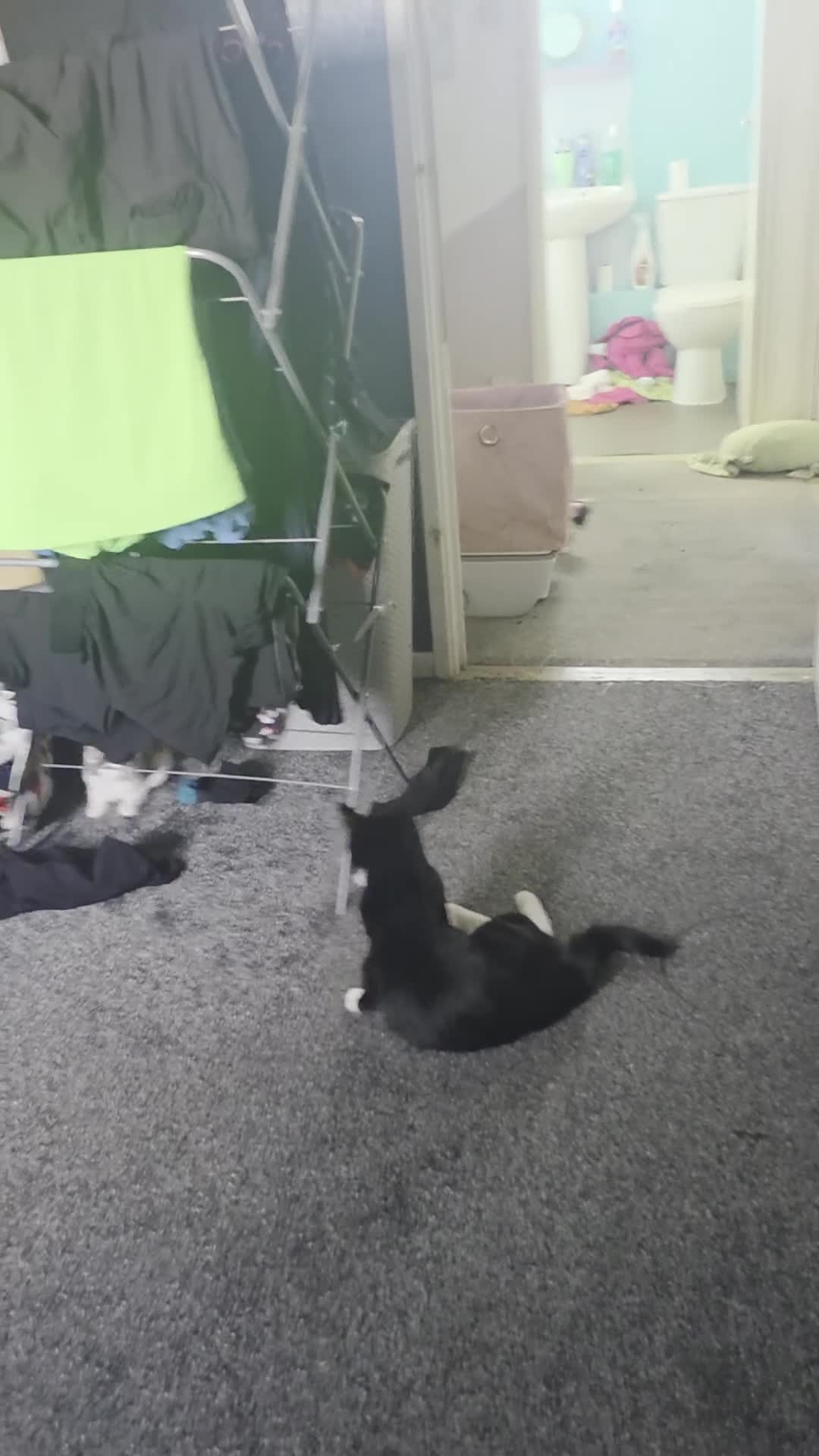 Mixed Breed cats for sale: 2 Healthy 9‑Week‑Old Kittens - Video 1