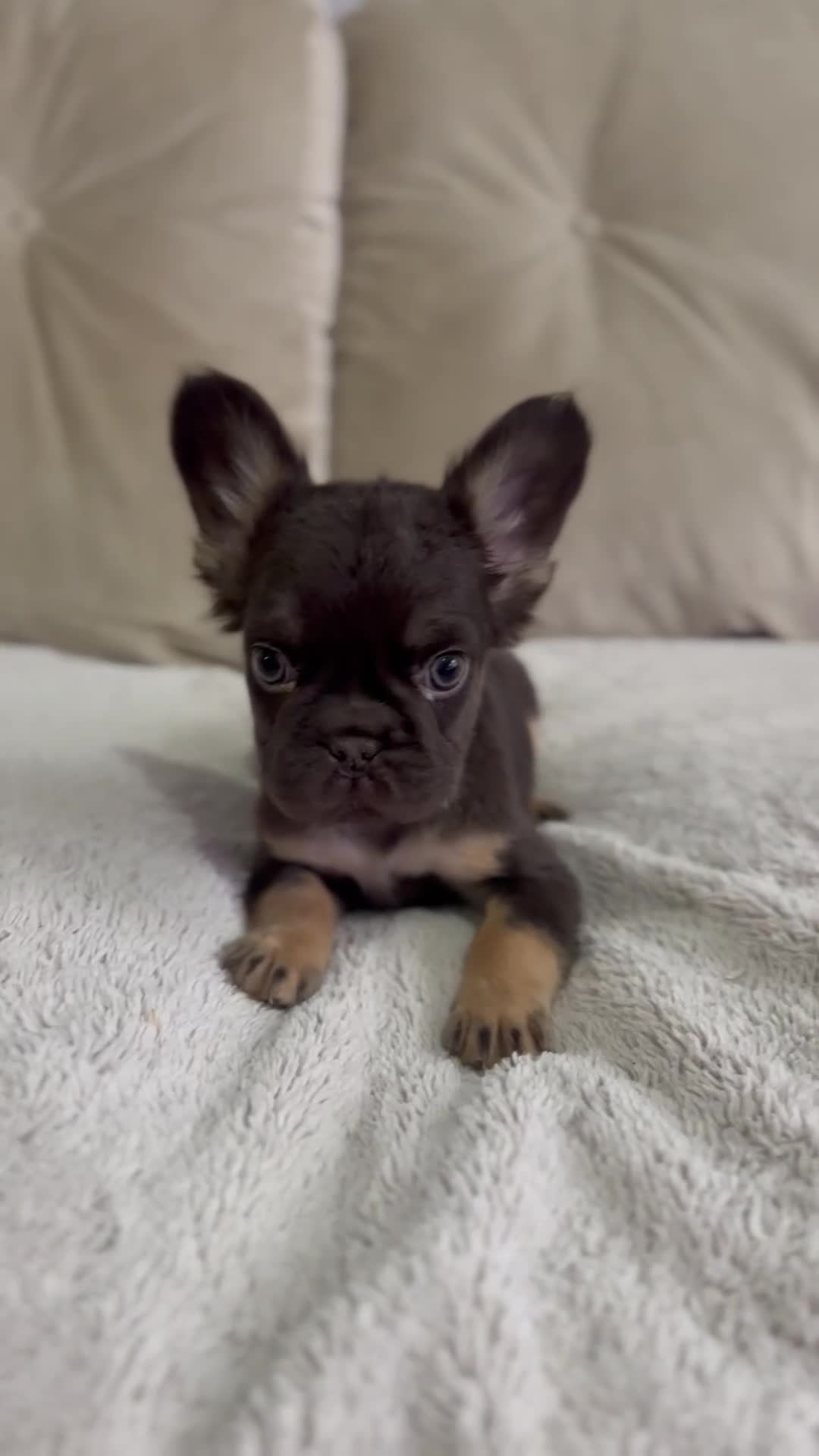 French Bulldog dogs for sale: *Full Fluffy KC Reg. Frenchie puppies* - Video 3