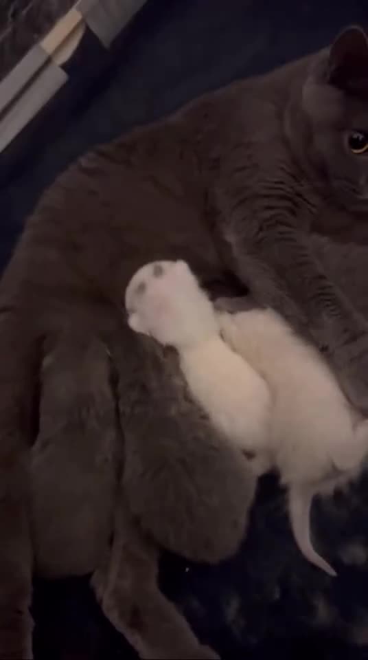 British Shorthair cats for sale: 5 adorable kittens ready for a new home in London - Video 1