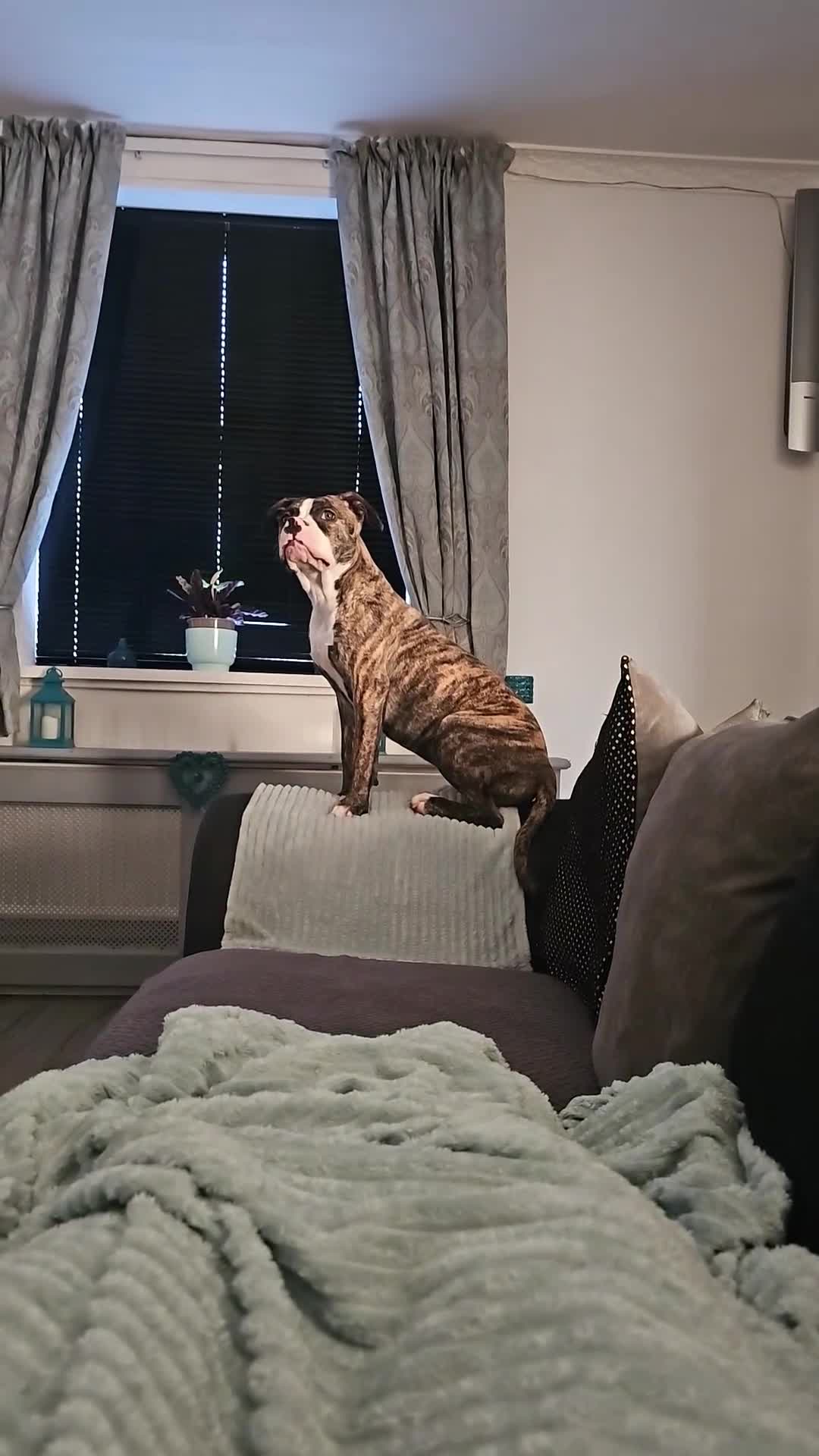 Mixed Breed dogs for sale: American bully cross pocket bully - Video 1