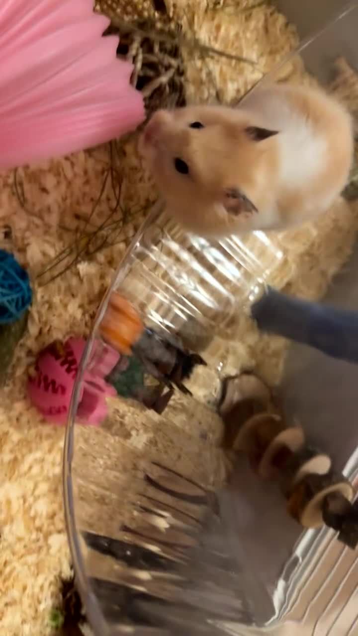Hamster rodents for sale: Syrian hamster with cage and all accessories/food in Dagenham - Video 1