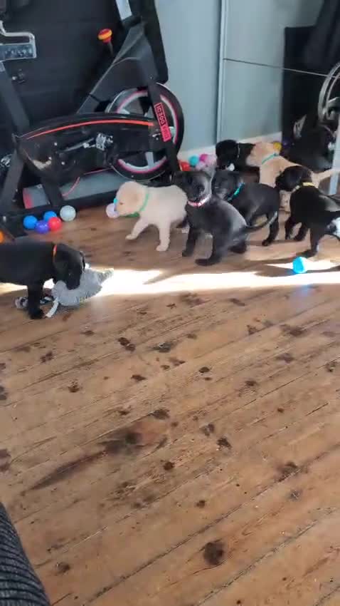 Labrador Retriever dogs for sale: Stunning labrador puppies from good working lines - Video 1