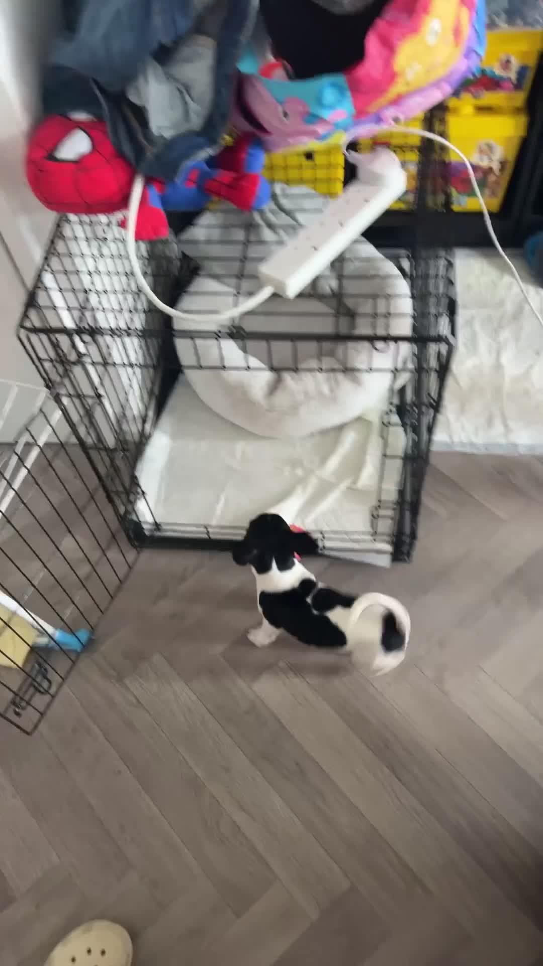 Mixed Breed dogs for sale: Dapple the 6 month old pup - Video 2