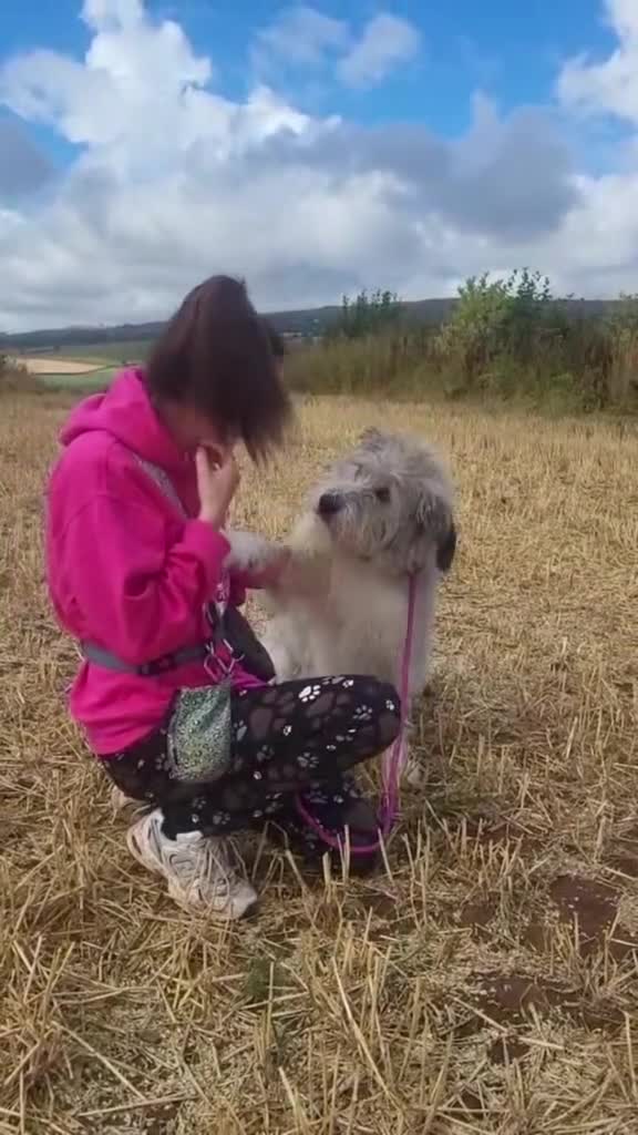 Mixed Breed dogs for adoption: 🧡 Amira - our sweet shepherd 🧡  - Video 1