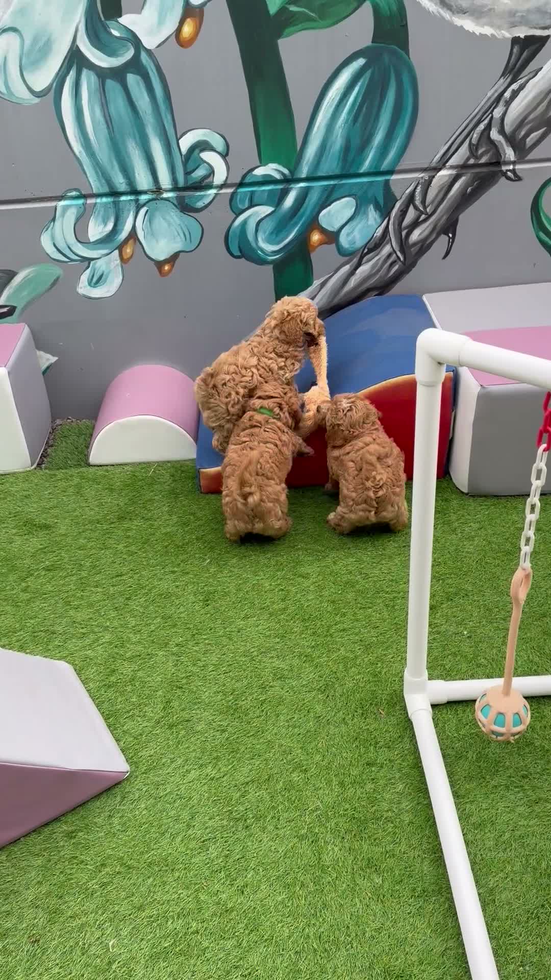 Maltipoo dogs for sale: Maltipoo’s  - Video 1