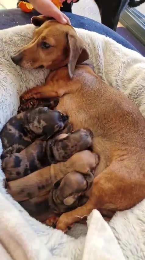 Miniature Dachshund dogs for sale: Miniature Dachshund Puppies – Short-Haired - £1000 - Video 2