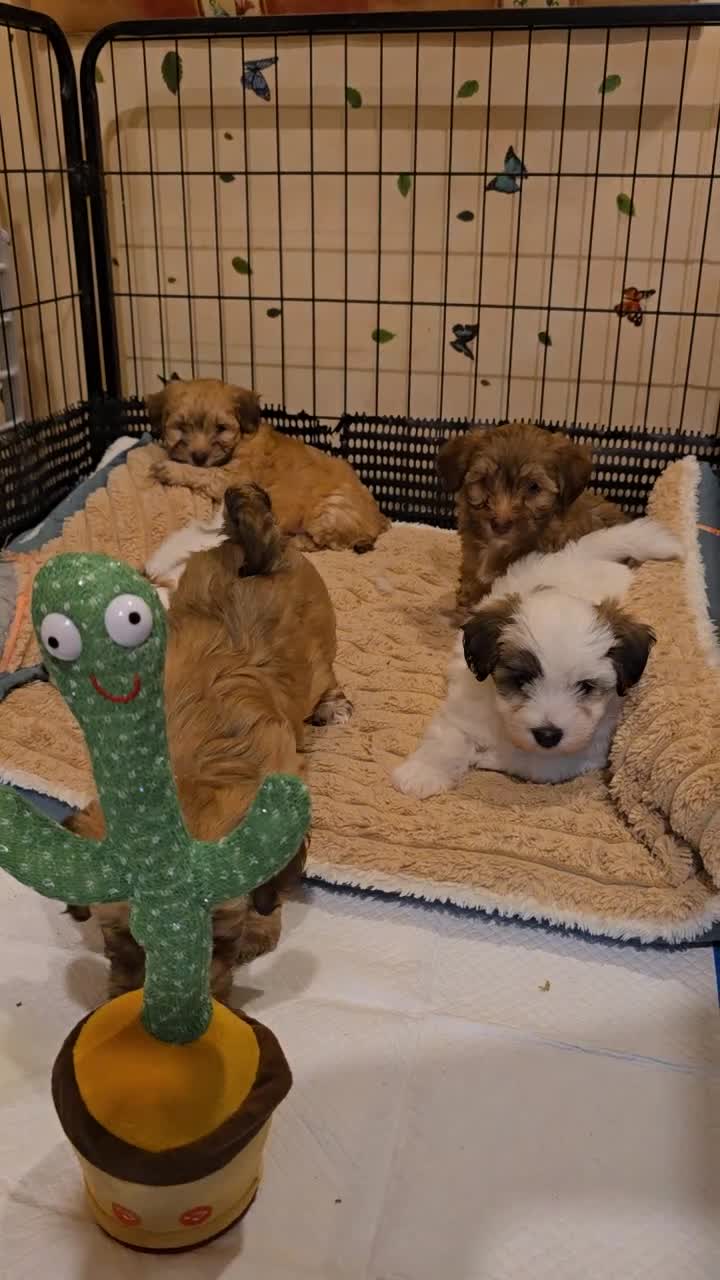 Havanese dogs for sale: Beautifully colored Havanese puppies - Video 3