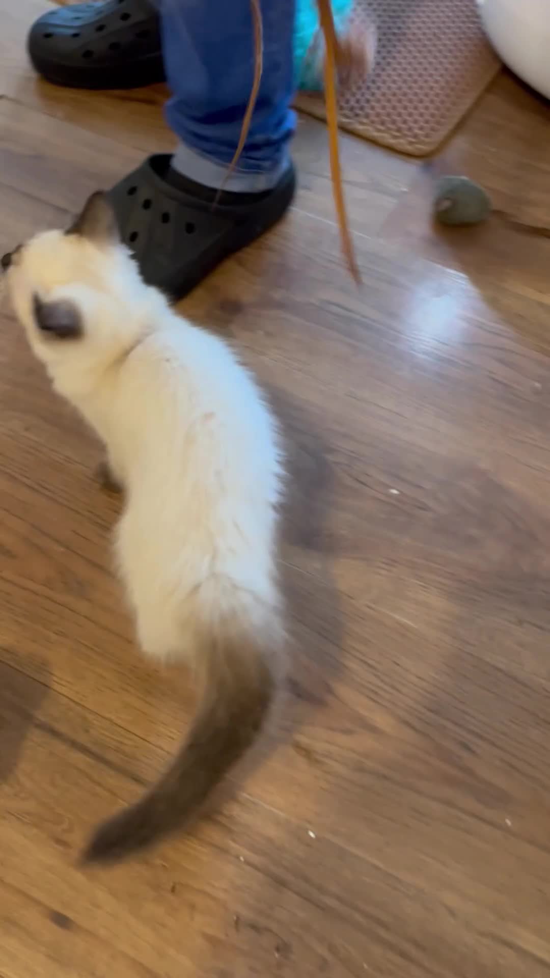 Ragdoll cats for sale: 💖Fabulous Pure Ragdoll Kittens Waiting for Love❤️ - Video 1