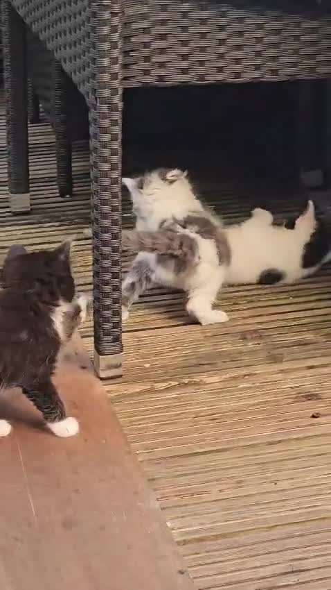 Mixed Breed cats for sale:  Kitchen  for sale - Video 1