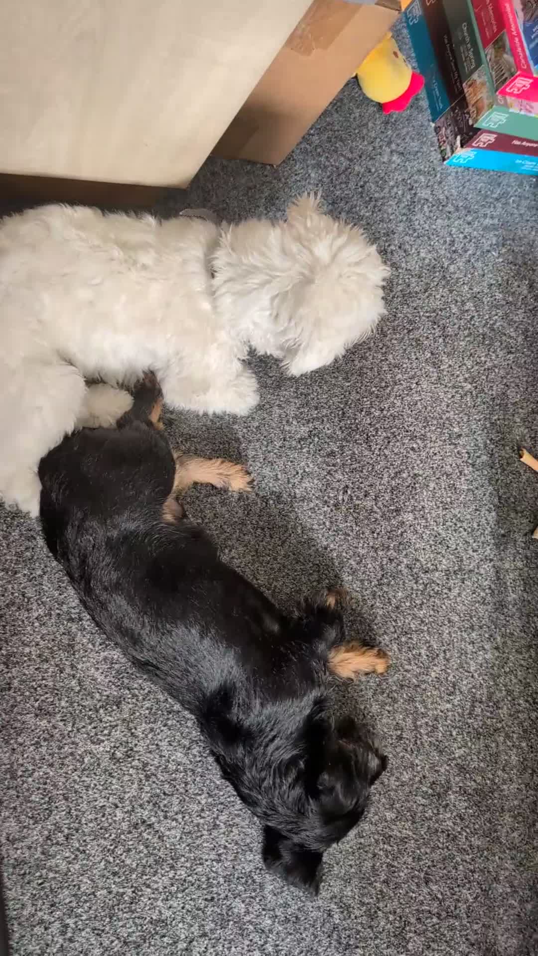 Mixed Breed dogs for sale: Flora  - Video 2