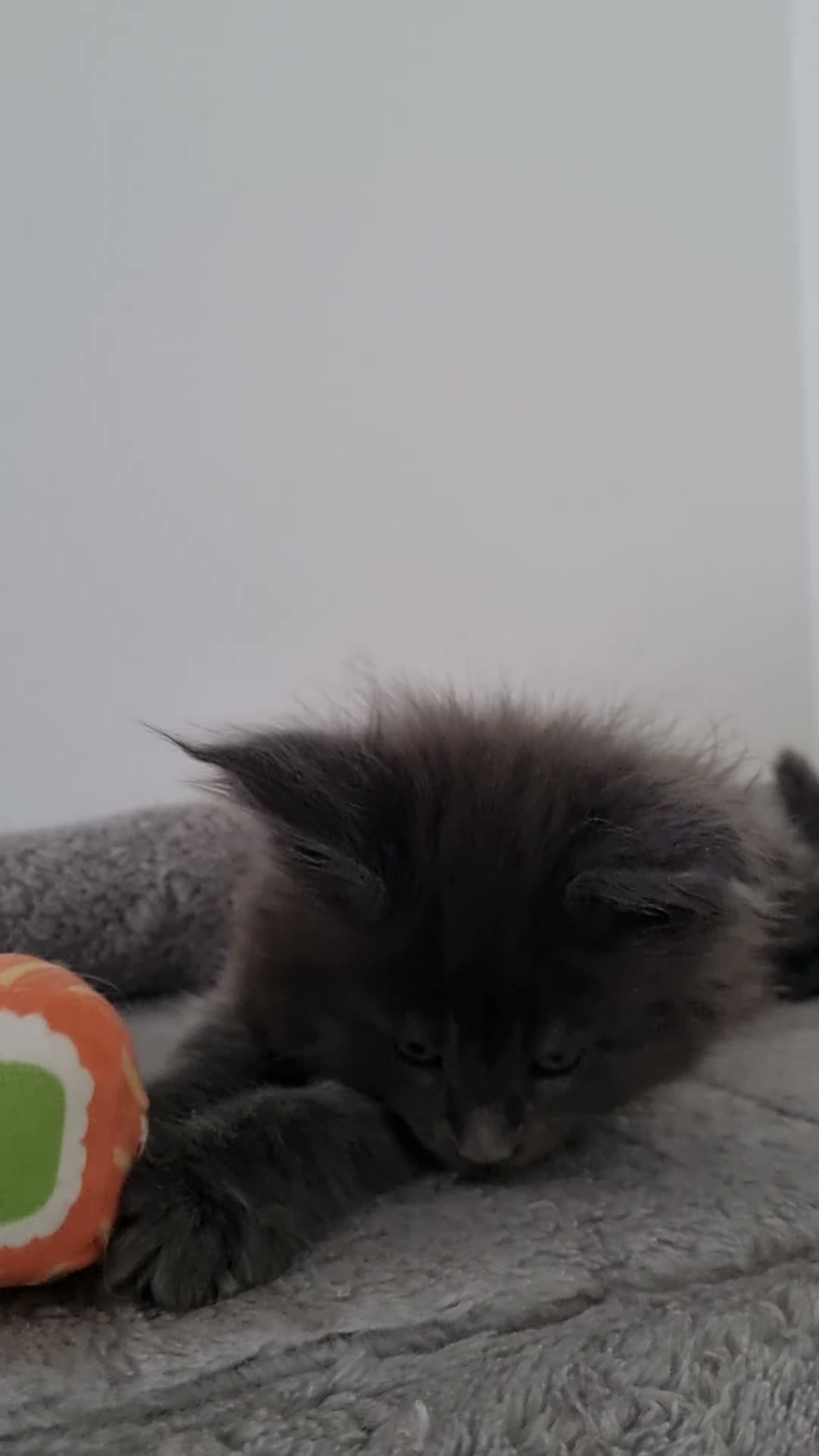 Maine Coon cats for sale: King size Purebred Maine Coon kittens  in Glasgow - Video 1