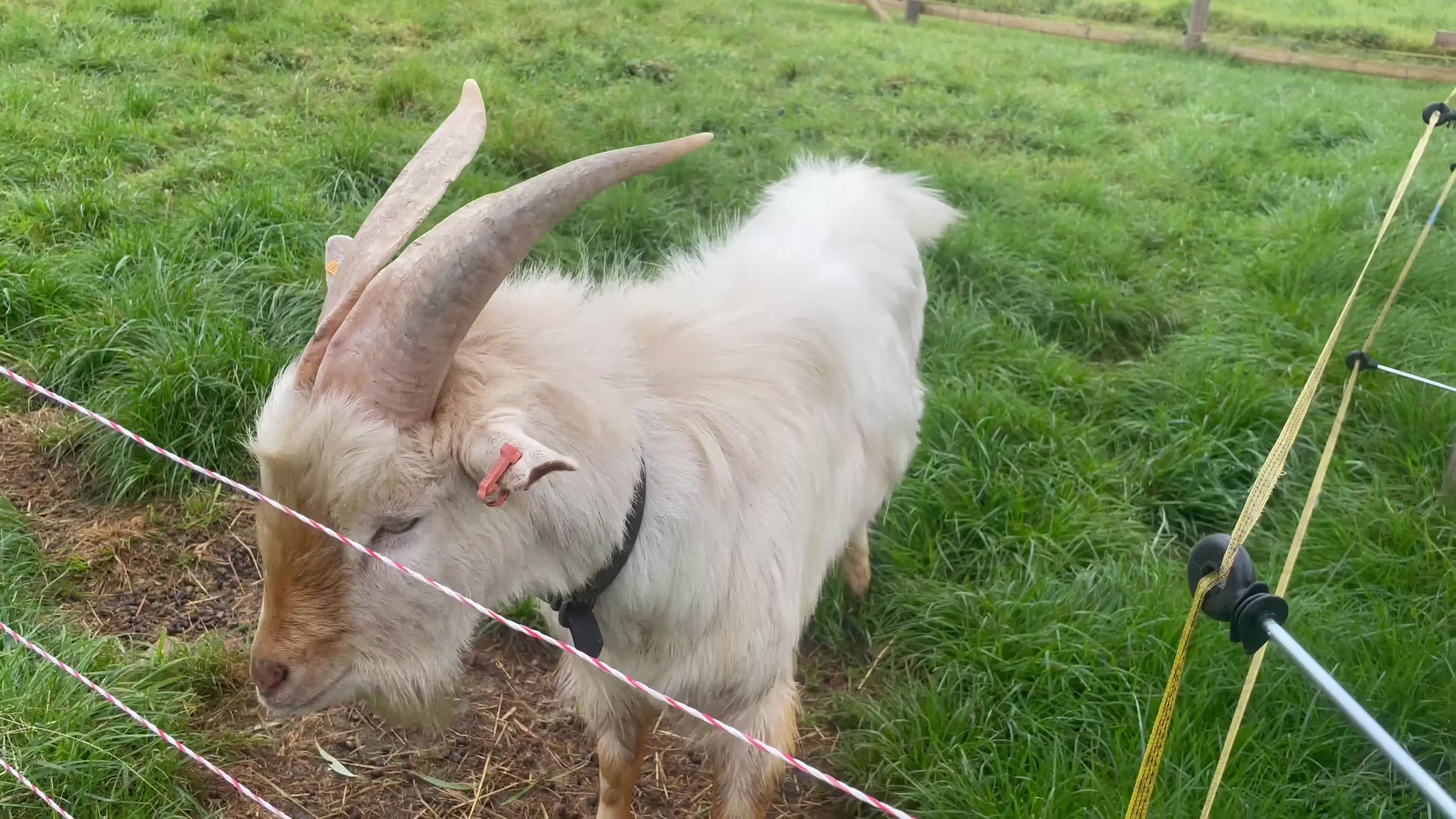 Goats livestock for sale: Golden Guernsey x Pygmy Billy Goat Stud  - Video 2
