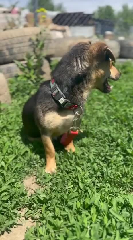 Mixed Breed dogs for adoption: 💙 VOLT: LOOKS AT PEOPLE LIKE THEY MEAN EVERYTHING in Burton-on-Trent - Video 1